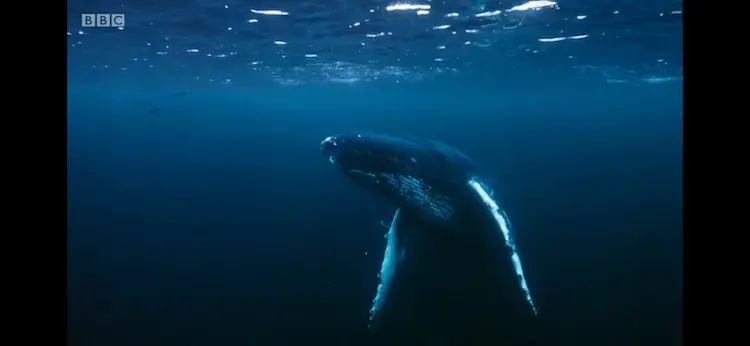 Humpback whale (Megaptera novaeangliae) as shown in Blue Planet II - Our Blue Planet